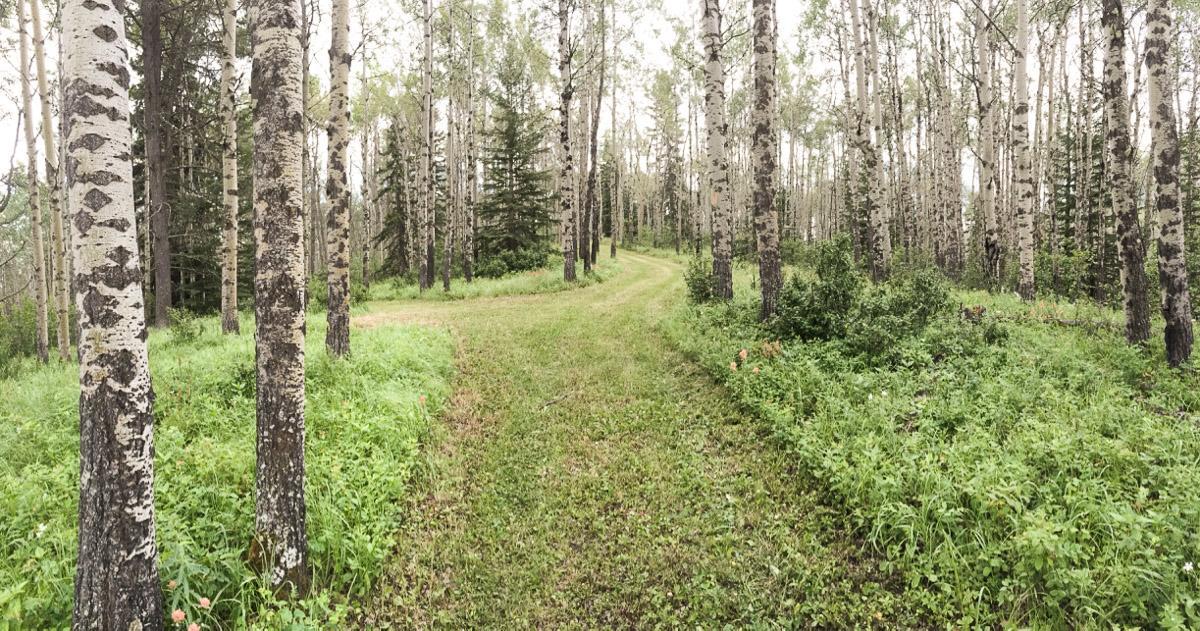 Bed and Breakfast Sleepy Creek Country Manor Bragg Creek Екстер'єр фото
