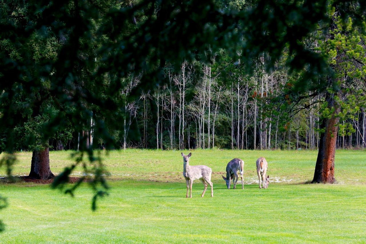 Bed and Breakfast Sleepy Creek Country Manor Bragg Creek Екстер'єр фото